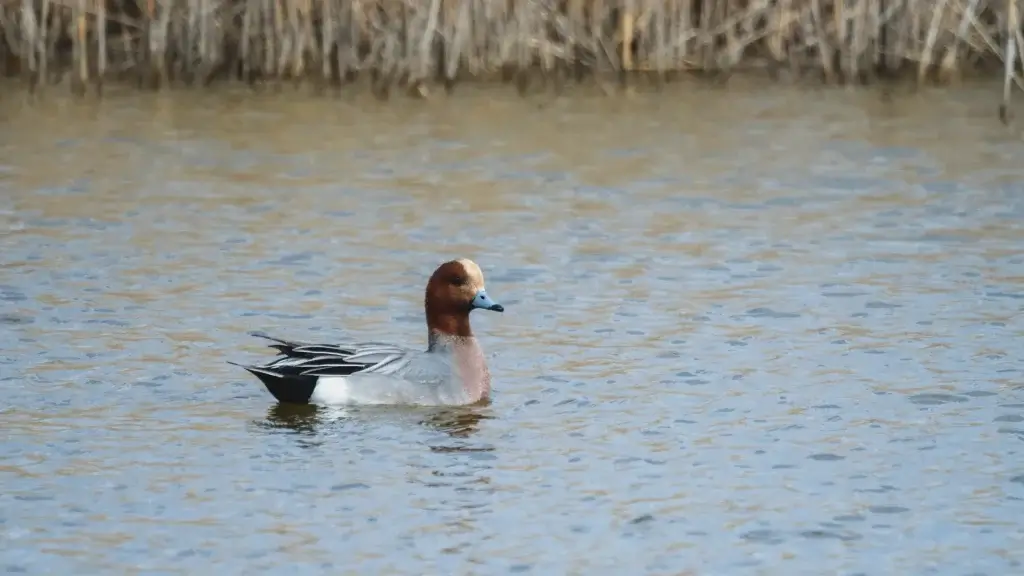 RSPB Frampton Marsh