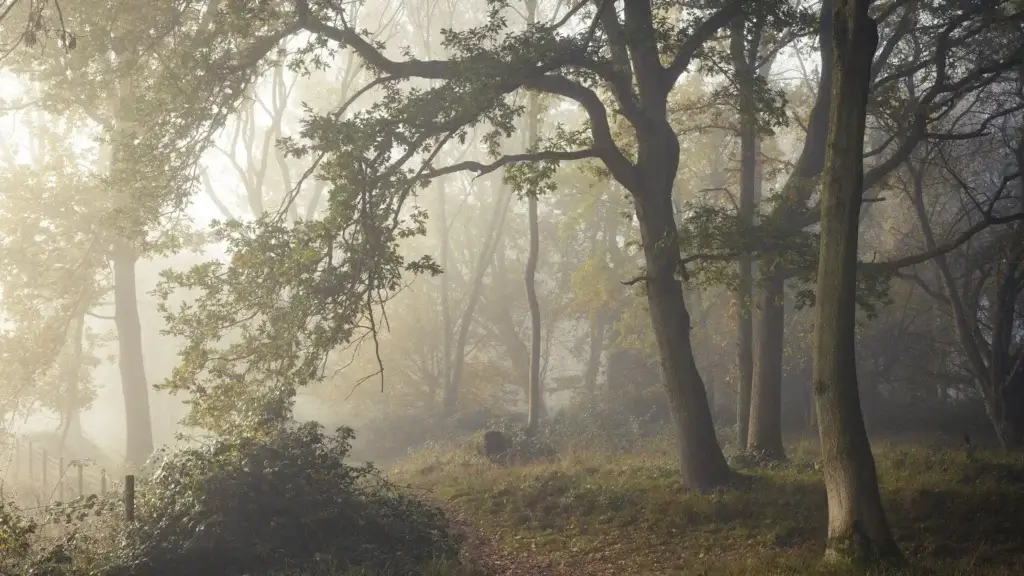 Hatfield Forest (National Trust)