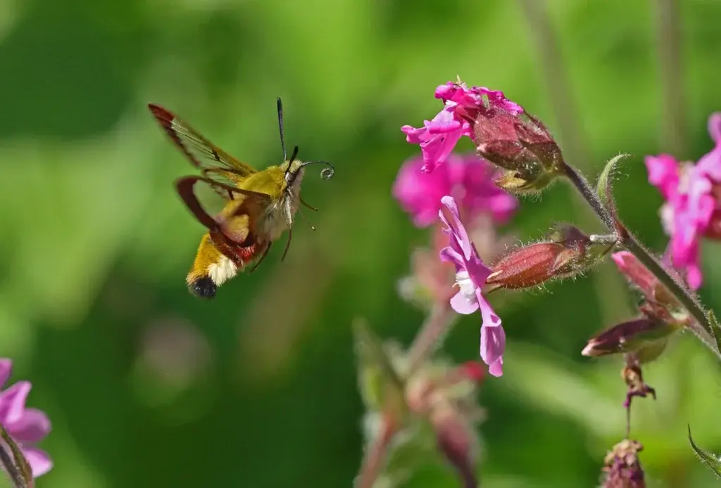 100 Acres Of Tranquil Woodland