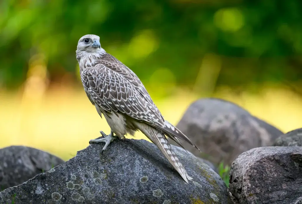 Take Flight With Birds Of Prey
