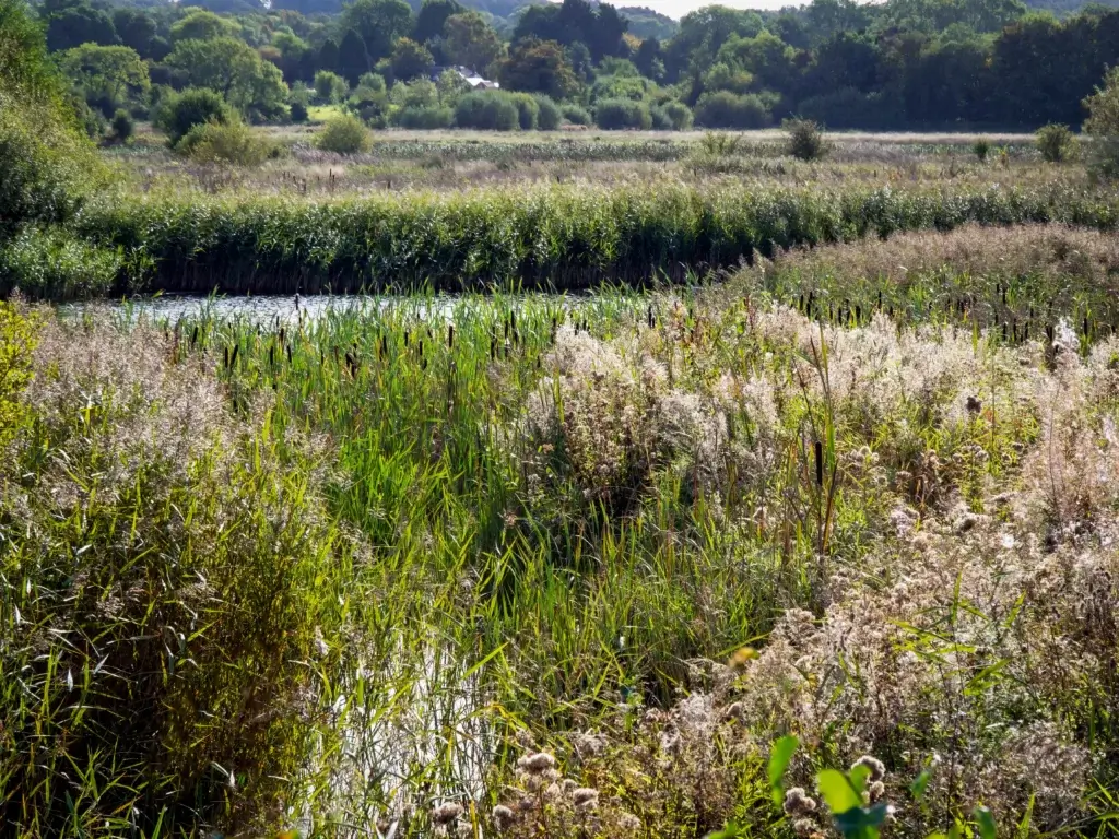 A Peaceful Nature Escape