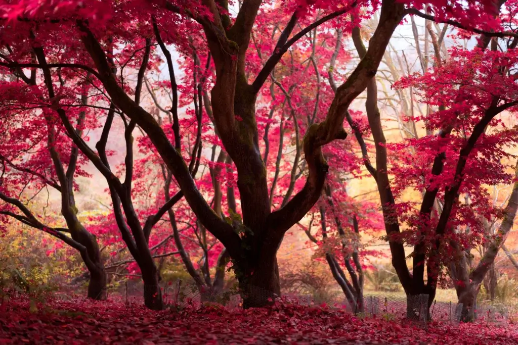 Stunning Seasonal Blooms