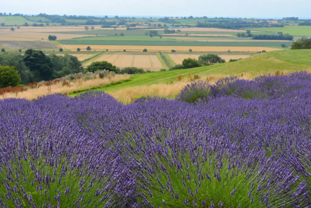 England’s Premier Lavender Farm